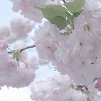 Furry插画色彩搭配福瑞群